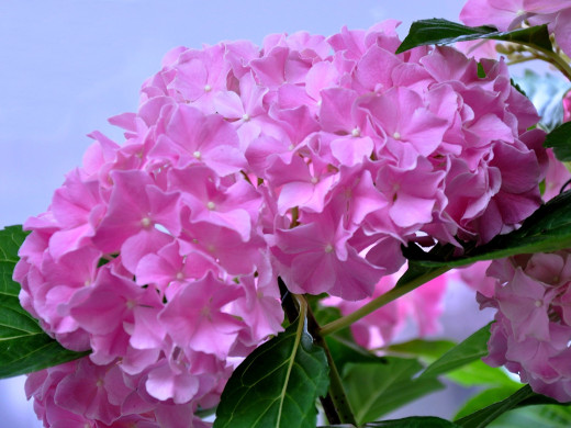 430099 (a): :1600x1200